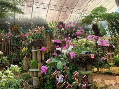 สวนแม่ฟ้าหลวง