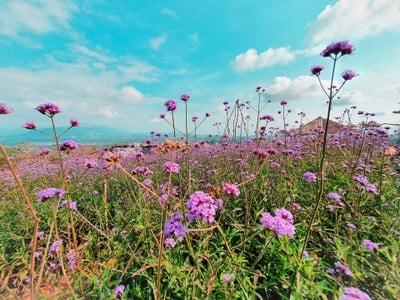 ทุ่งกังหันลม เขาค้อ