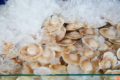 หอยเชลล์
