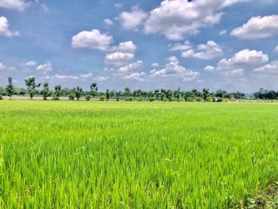 ทุ่งนาเขียว