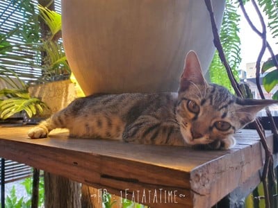 บรรยากาศ