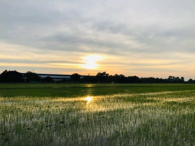 อิ๊กซ์ฟอร์เรสเต้ (IX Foreste’)