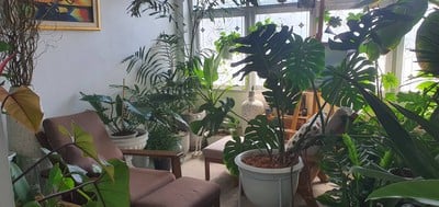 Masonia Tree & Coffee Cafe