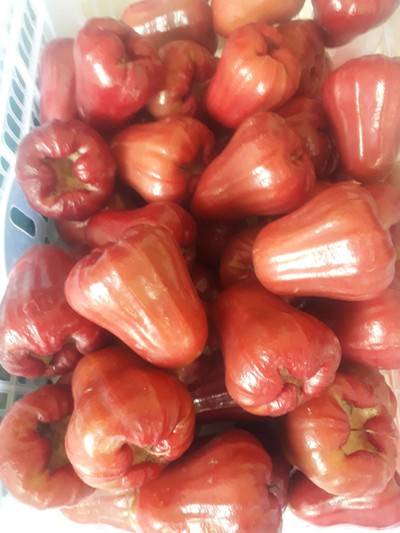 ชมพู่ ทับทิมจัน ลูกใหญ่