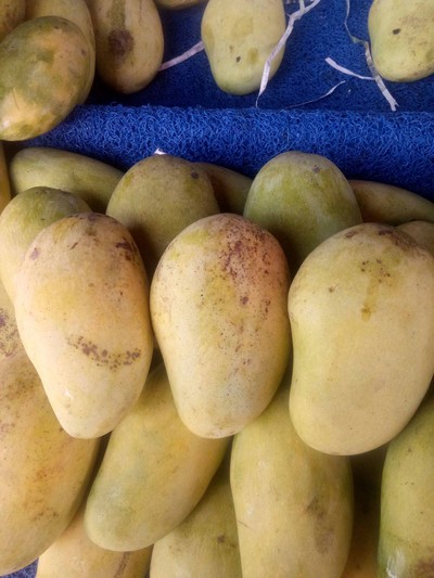 มะม่วงอกร่อง