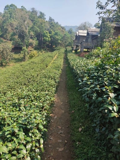 ไร่ชาลุงเดช