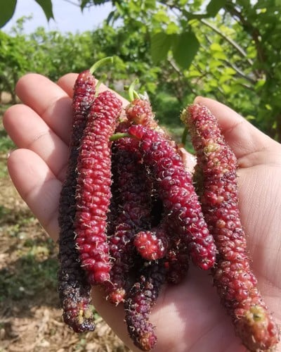 มัลเบอรี่​พันธุ์​ไต้หวัน​สตรอ​ ได้กลิ่นหอมสตรอว์เบอร์รี่​มาเต็มๆ  ตัวเด่นของไร่