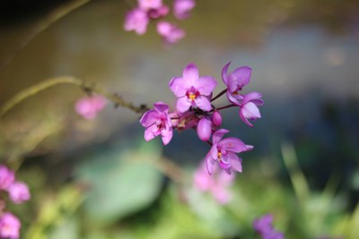 ชุมชนนี้ ยังมีธรรมชาติสวยๆให้ได้ชมตลอดทาง 