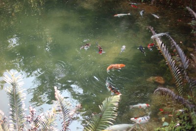 อีกจุดนึงภายในเหมืองเก่าที่ทุกคนต้องมายืนชมฝูงปลาคราฟ