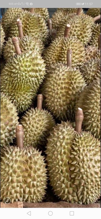 ทุเรียนหมอนทอง