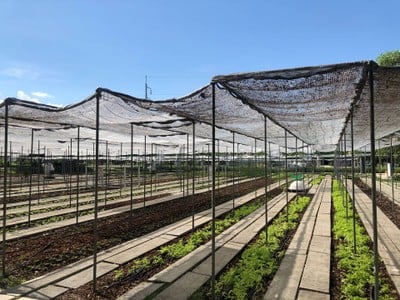 Coro Field