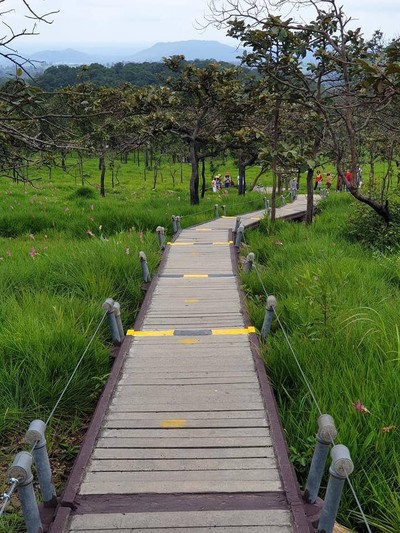 อุทยานแห่งชาติป่าหินงาม (ทุ่งดอกกระเจียว)