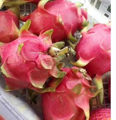 มังกรขาว 1กิโลกรัม