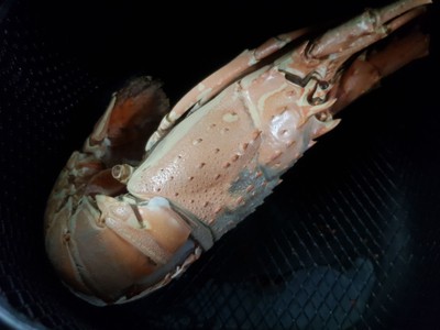 วิธีทำ กุ้งมังกรต้ม/ย่าง