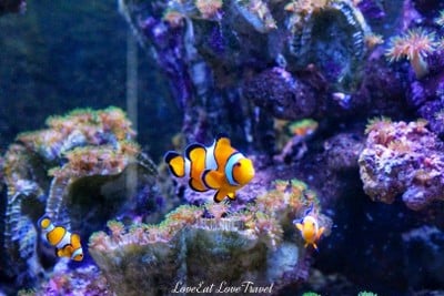 สถานแสดงพันธุ์สัตว์น้ำภูเก็ต