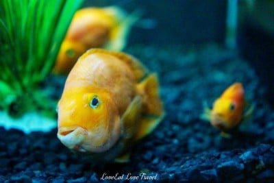 สถานแสดงพันธุ์สัตว์น้ำภูเก็ต