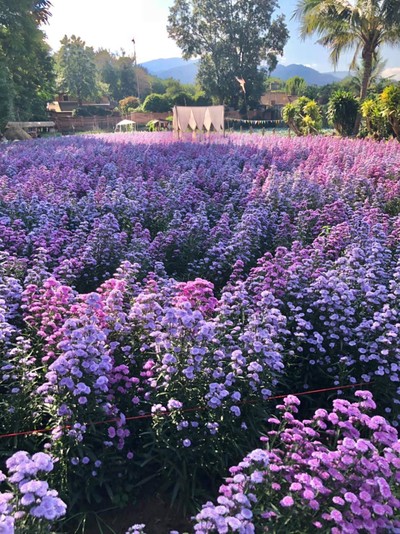 รูปภาพจาก FB สวนดอกไม้ลุงคำ