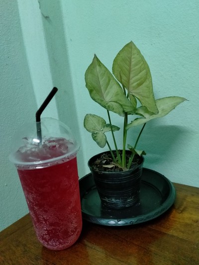 น้ำแดงโซดา