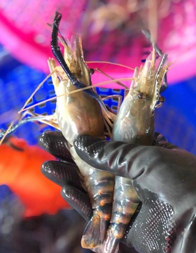 กุ้งสดเผาไซร์ 10-12 ตัวโล