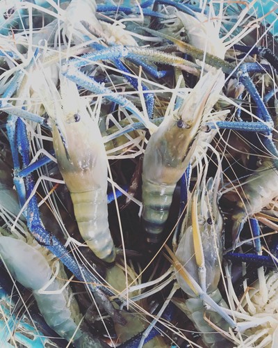 กุ้งสดย่าง ครึ่งโล ไซร์ 10-13 ตัวโล