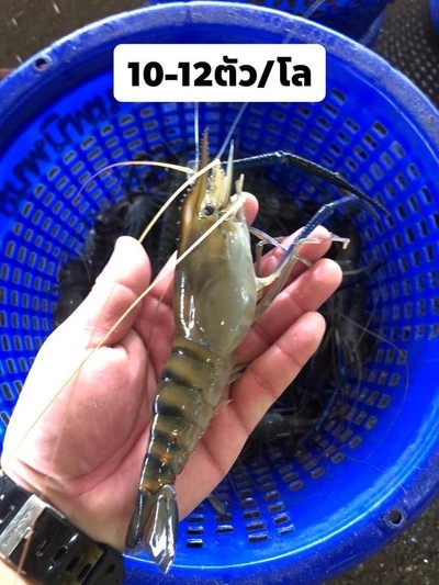 กุ้งสดเผาไซร์ 10-12 ตัวโล