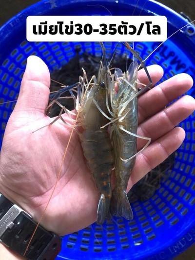 ตัวเมียไข่ 35-40 ตัว