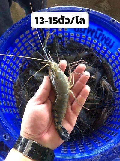 กุ้งสด 13-15
