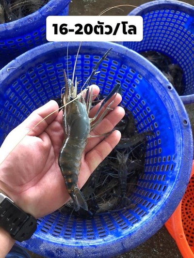 กุ้งก้ามกราม 17-20 ตัวโล