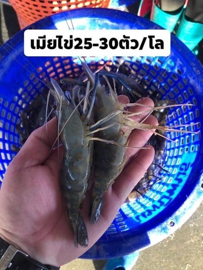 กุ้งตัวเมียไข่ 25-30 ตัวโล