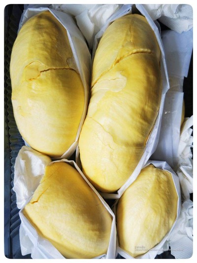 ทุเรียนหมอนทองป่าละอู