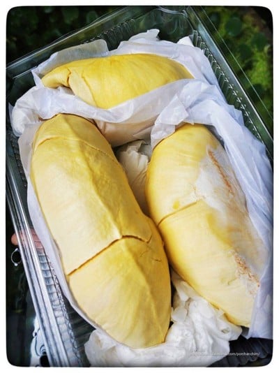 ทุเรียนหมอนทองป่าละอู