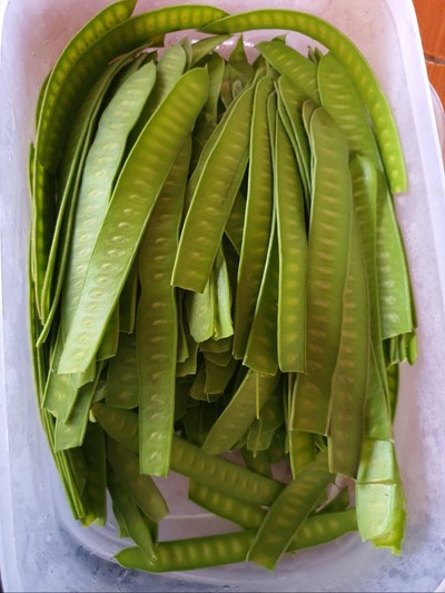 กระถินอ่อน