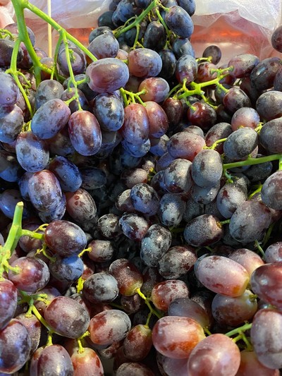 องุ่นดำไร้เมล็ด