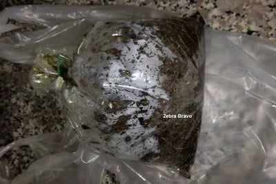 กานาฉ่าย
