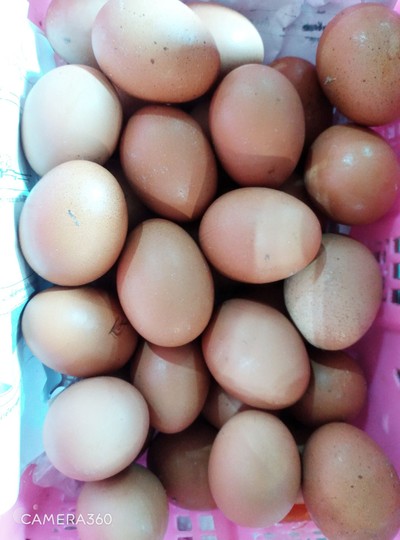 ไข่ไก่