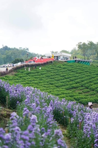 ทุ่งไฮเดรนเยีย เขาค้อ