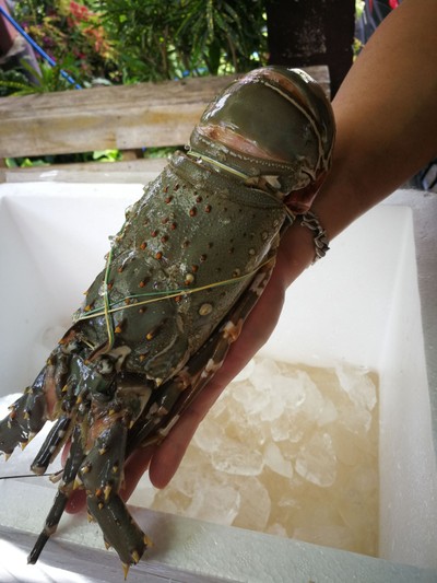 กุ้งมังกร