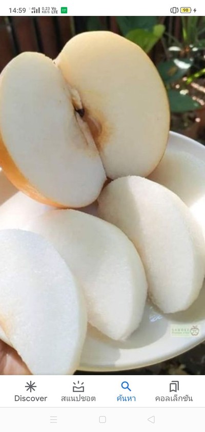 สาลี่หิมะ