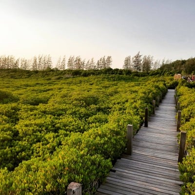 ทุ่งโปรงทอง