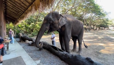 ปางช้างแม่ตะมาน