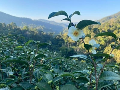 ไร่ชาลุงเดช