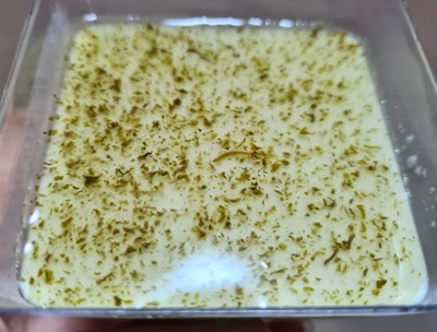 Cannabis Panna Cotta