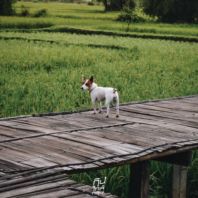 คาเฟ่ ดี มีนา