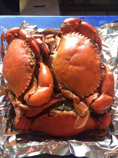 ปูดำไซร์ใหญ่ นึ่ง