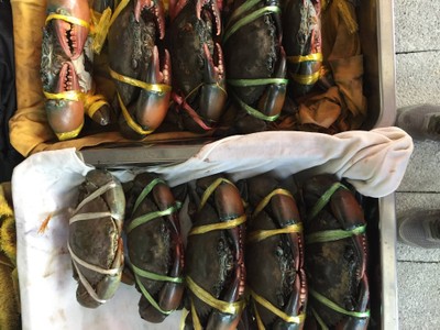 ปูดำ เป็นๆ พร้อมปรุงสุก