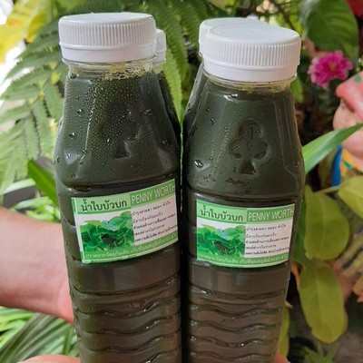 [10แถม1] น้ำใบบัวบกแท้(หญ้าหวาน0%)250ml
