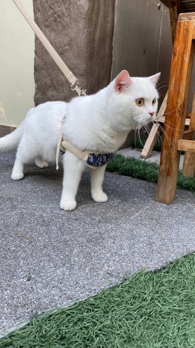 น้องเห็นแมวอีกตัว