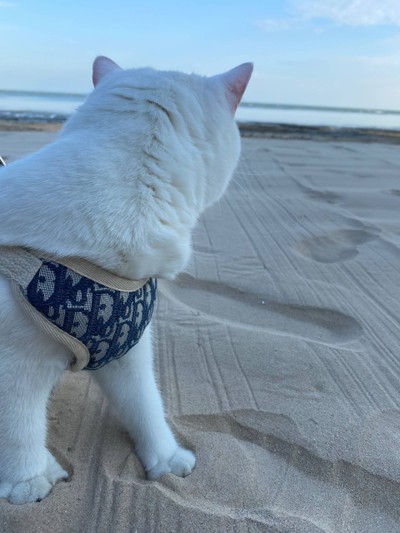 2 วัน 1 คืน ที่ วาฏิกา ริโซวิลล่า กุยบุรี (Vatika Resovilla Kuiburi Beach Resort and Villas)