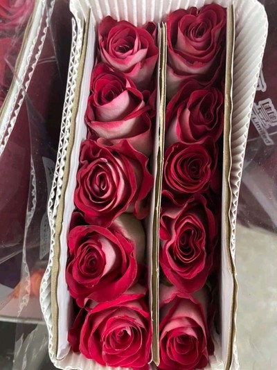 กุหลาบแดงไม้นอก