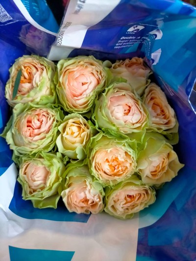 กุหลาบอังกฤษดอกใหญ่